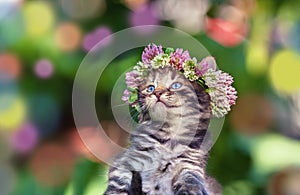 Kitten crowned with a chaplet