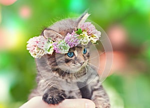 Kitten crowned with a chaplet of clover