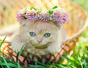 Kitten crowned with a chaplet of clover