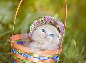 Kitten crowned with a chaplet of clover