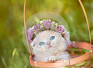 Kitten crowned with a chaplet of clover