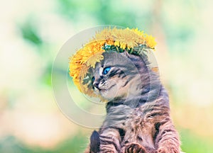 Kitten crowned with a chaplet of dandelion
