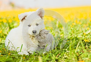 Kitten cuddle to a puppy on dandelion field