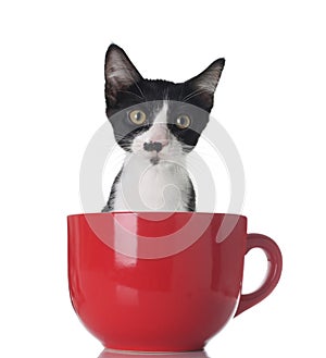 Kitten in a cup