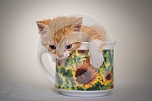 Kitten in cup