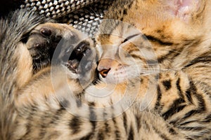 Kitten curled up in a ball and slept