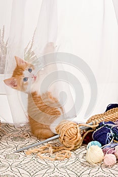 Kitten in the curtains