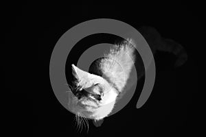 Kitten in a dark room. Portrait of a cat at night in the moonlight. Black and white photo