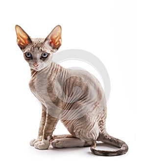 Kitten Devon rex on white background