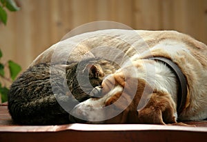 Kitten and dog resting together photo