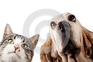 Kitten and dog on white background