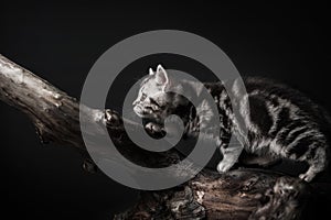 Kitten on driftwood