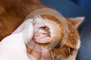 Kitten with ear mites