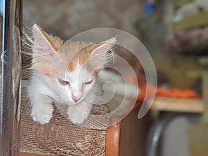 Kitten early in the morning sleeps near the backpack