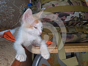 Kitten early in the morning sleeps near the backpack