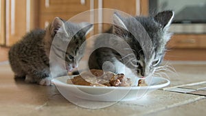 Kitten eat mousse wet cat food