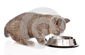 Kitten eating cat food. on white background