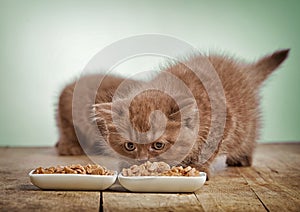 Kitten eating cats food