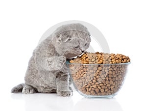 Kitten eating food from a large bowl. isolated on white background