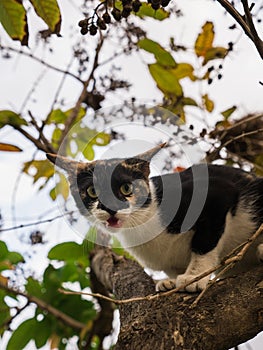 Kitten Escape Another Cat up The Tree