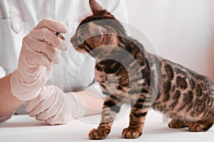 Kitten examines the syringe in the hands of a veterinarian. Kitten is on the table have the vet