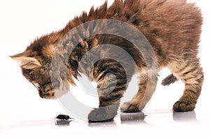 Kitten exploring a bug