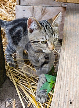 Kitten exploring new location