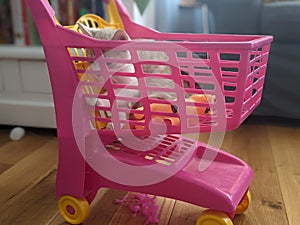 A kitten exploring sitting in a pink toy shopping trolley