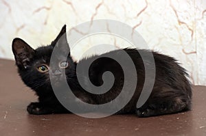 Kitten with an eyesore, a leukoma or an eyesore