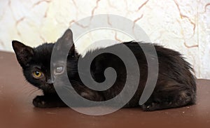 Kitten with an eyesore, a leukoma or an eyesore