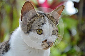 Kitten face portrait in garden