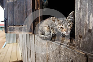 Kitten in Falam, Myanmar (Burma)