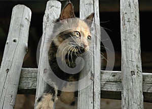 Kitten on the fence