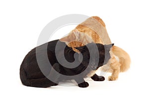 Kitten fights with old black cat