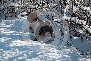 The kitten first gets acquainted with the snow.