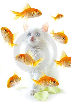 Kitten and fish