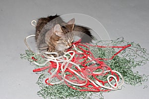 Kitten and fishing net. On a gray background.