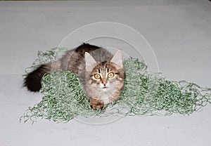 Kitten and fishing net. On a gray background.