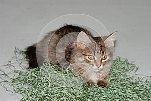 Kitten and fishing net. On a gray background.