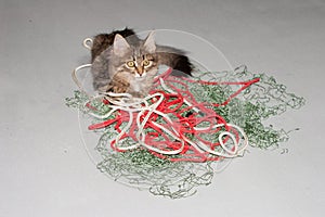 Kitten and fishing net. On a gray background.