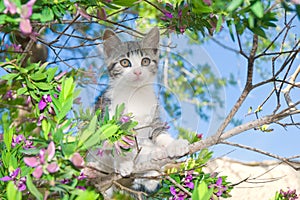 Kitten in Flowering Tree photo