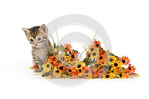 Kitten and flowers