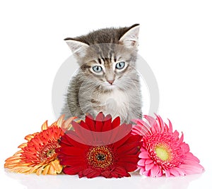 Kitten in flowers.