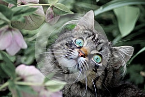 Kitty Katze a Blumen 