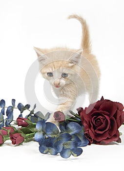 Kitten and flowers on white background