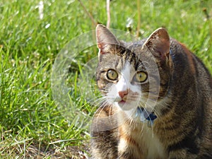 Kitten focused on hunting. Cat in grass garden.