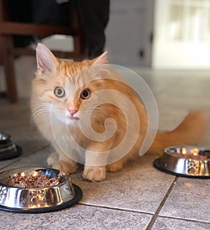 Kitten With Food Bowl