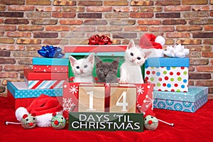 Kitten fourteen days til Christmas photo