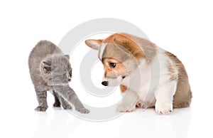 Kitten frightened by a dog. Isolated on white background