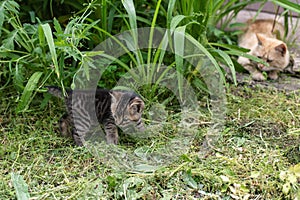 kitten in the garden